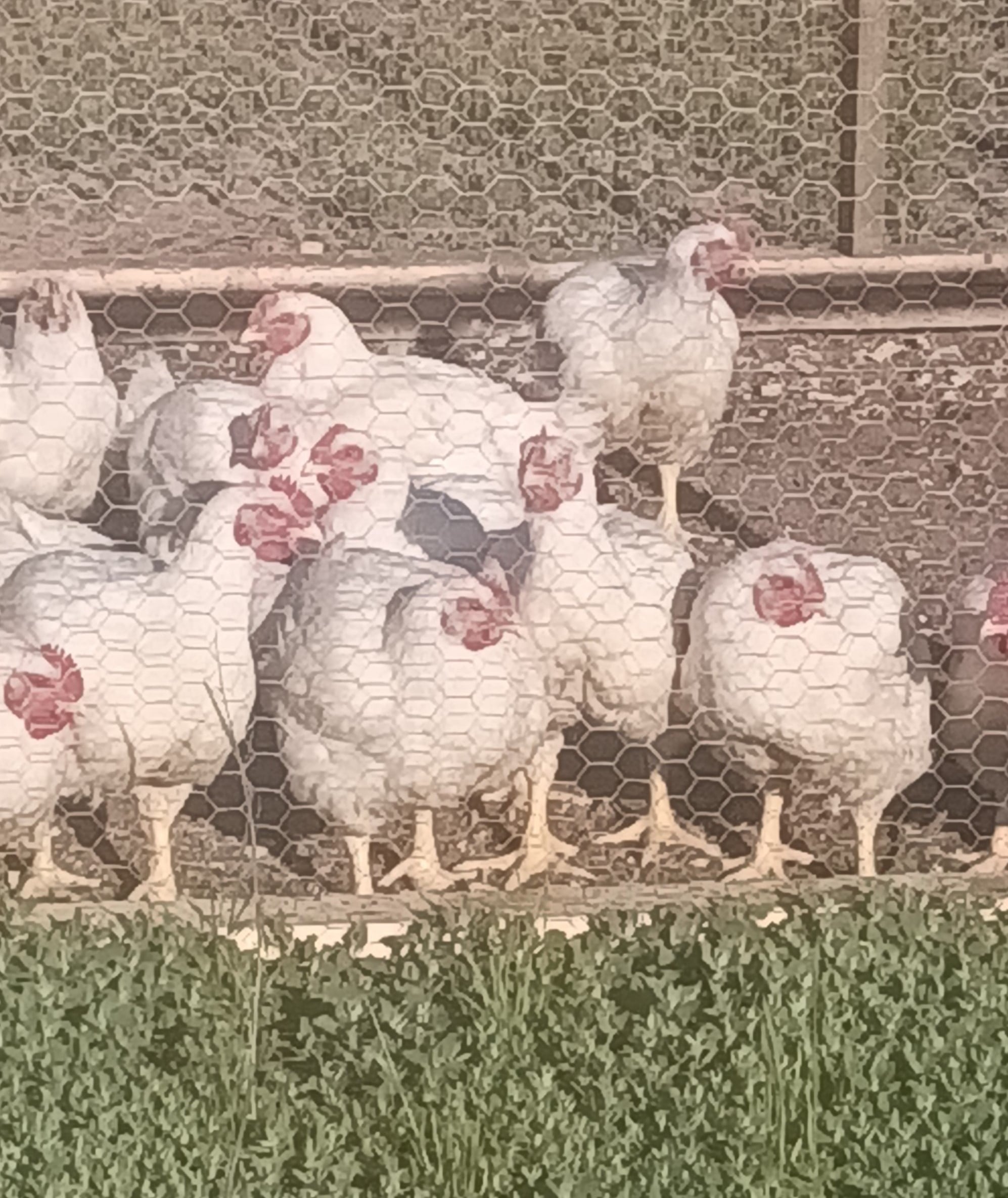 Broilers ready for porcessing.jpg